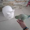 giucofloely