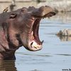 Hippo
