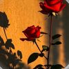 itz.me.nazu