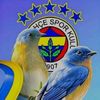 fener71915