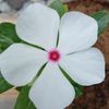 fahad.903010