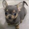 xiiomar4__
