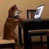 perroconpc
