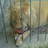 lioleon8