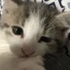 vqluna_
