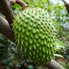 sophyaanacaona