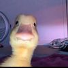 ducky0921