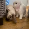 puppysarethebest01