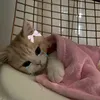 ilovetulips_23