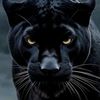 kingr_148
