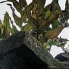 rizqii_211