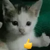niko_tog