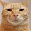 catowneritisim