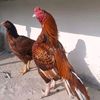 aseelworld26