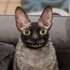nniamorius