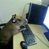 capibarax0