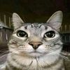 gato.___.2