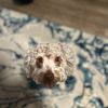 brownminipoodle_9