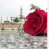 rose_islam6