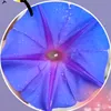 vasqueffnf4