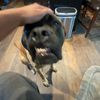 brax_444