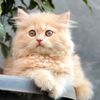 tabishgujjar7556