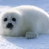 kutikossssss