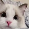 .briyan8