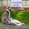 lounginglemur