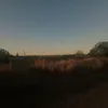 luzalbarracino0
