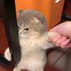suhib_711