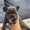 frenchieinthenow