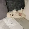 dhoccaoy