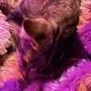 brooklyn_loves_cats