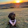 ocean.the.weenie