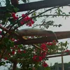 lenafreire134