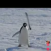 natanaelperim