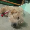 jinnjim171