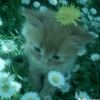 mone_rakhis0