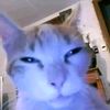 miaw._.miaw._