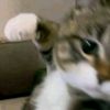 ppppppp_111111111