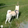 akiito.tv