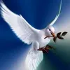 mourad.bengana6