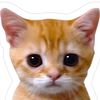 user2439612274032
