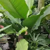 www.anhthu8386