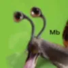KD