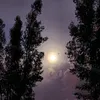 jfq387