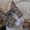 cute99cats