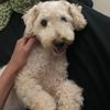 dog_eater_litn42