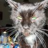 catlady1302